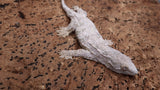 LB535- Male Pink Leachianus Gecko