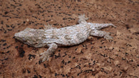 LB545- Pure Bayo Female Leachianus Gecko
