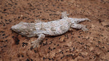 LB545- Pure Bayo Female Leachianus Gecko