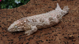 LB545- Pure Bayo Female Leachianus Gecko