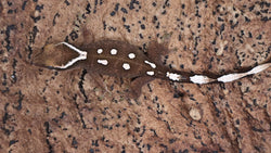 SG34- 7 Spot Sarasinorum Gecko