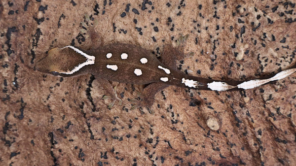 SG34- 7 Spot Sarasinorum Gecko