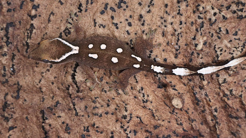 SG34- 7 Spot Sarasinorum Gecko