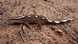 SG34- 7 Spot Sarasinorum Gecko