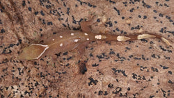 SG33- 7 Spot Sarasinorum Gecko