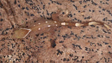 SG33- 7 Spot Sarasinorum Gecko