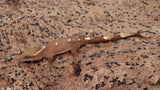 SG33- 7 Spot Sarasinorum Gecko