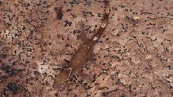 SG32- 5 Spot Sarasinorum Gecko