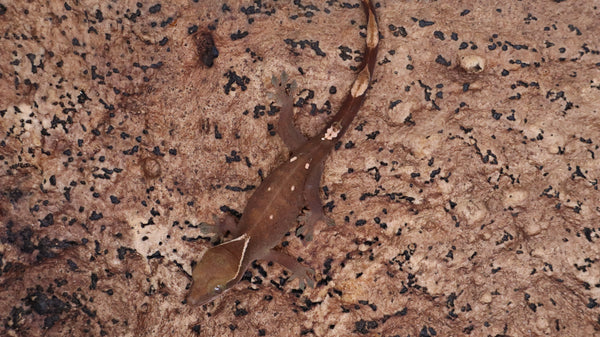 SG32- 5 Spot Sarasinorum Gecko