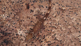 SG32- 5 Spot Sarasinorum Gecko