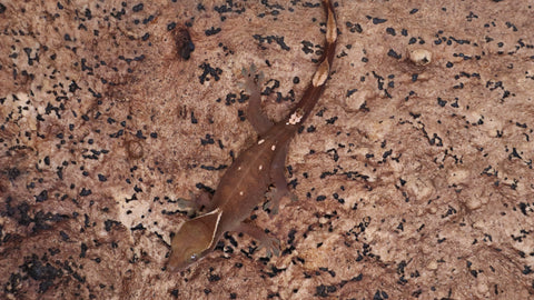 SG32- 5 Spot Sarasinorum Gecko