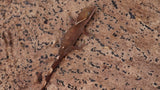 SG32- 5 Spot Sarasinorum Gecko