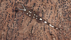 SG35- 7 Spot Sarasinorum Gecko