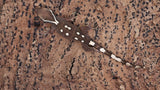 SG35- 7 Spot Sarasinorum Gecko