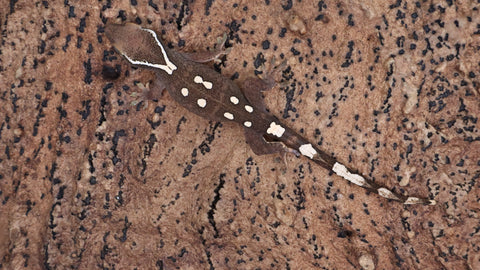 SG35- 7 Spot Sarasinorum Gecko