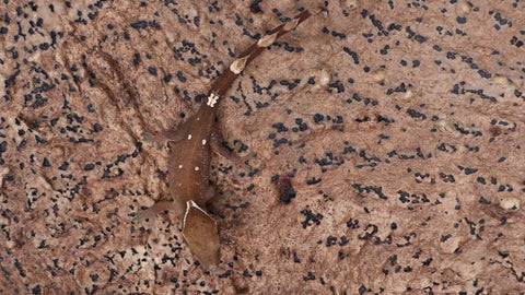 SG36- 7 Spot Sarasinorum Gecko