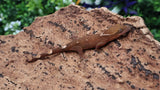 SG36- 7 Spot Sarasinorum Gecko