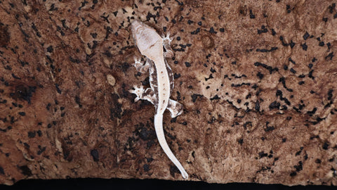 CLW141- Tricolor Lilly White Crested Gecko