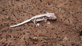 CLW141- Tricolor Lilly White Crested Gecko