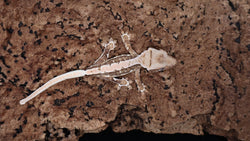 CLW142- Tanjerine Lilly White Crested Gecko
