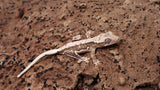CLW142- Tanjerine Lilly White Crested Gecko