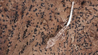 CLW143- Tiger Lilly White Crested Gecko