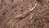 CLW143- Tiger Lilly White Crested Gecko