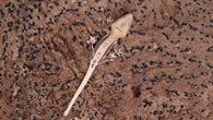 CLW144- Tanjerine Lilly White Crested Gecko