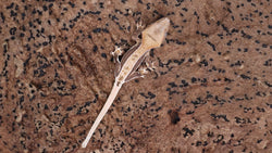CLW144- Tanjerine Lilly White Crested Gecko