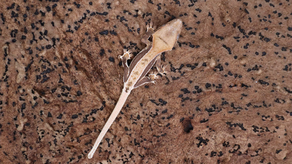 CLW144- Tanjerine Lilly White Crested Gecko
