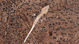 CLW144- Tanjerine Lilly White Crested Gecko