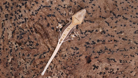 CLW144- Tanjerine Lilly White Crested Gecko