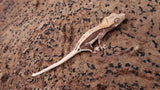 CLW144- Tanjerine Lilly White Crested Gecko