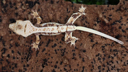 CLW136- Tricolor Lilly White Crested Gecko