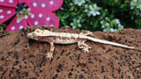 CLW136- Tricolor Lilly White Crested Gecko
