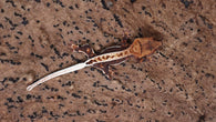 CLW137- Lilly White Crested Gecko