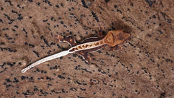 CLW137- Lilly White Crested Gecko