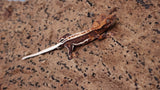 CLW137- Lilly White Crested Gecko