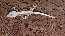 CLW138- Tanjerine Crested Gecko