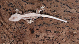 CLW138- Tanjerine Crested Gecko
