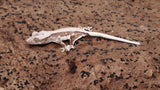 CLW138- Tanjerine Crested Gecko