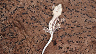 CLW139- Tricolor Lilly White Crested Gecko