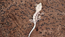 CLW139- Tricolor Lilly White Crested Gecko