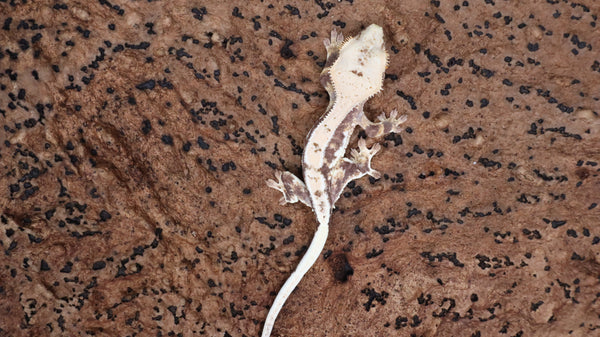 CLW139- Tricolor Lilly White Crested Gecko