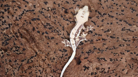 CLW139- Tricolor Lilly White Crested Gecko