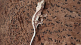 CLW139- Tricolor Lilly White Crested Gecko