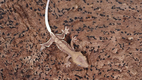 CLW140- Phantom Lilly White Crested Gecko