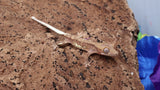 CLW140- Phantom Lilly White Crested Gecko