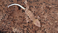 CLW134- Phantom Lilly White Creted Gecko