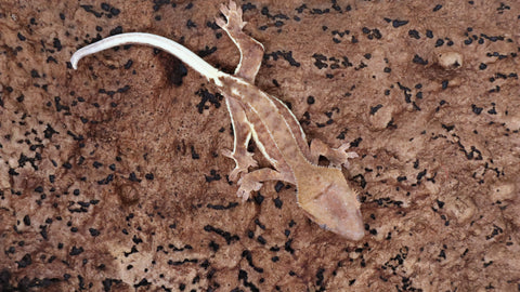 CLW134- Phantom Lilly White Creted Gecko